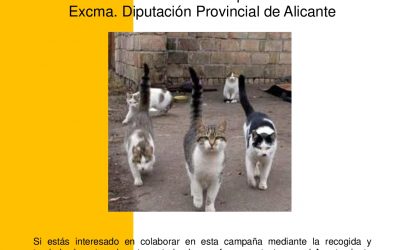 CAMPAÑA ESTERILIZACIÓN GATOS SIN DUEÑO 2018